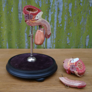 Anatomical model of a penis (5)