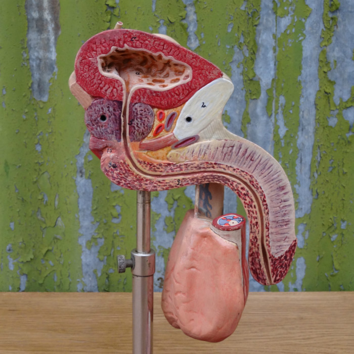 Anatomical model of a penis (6)