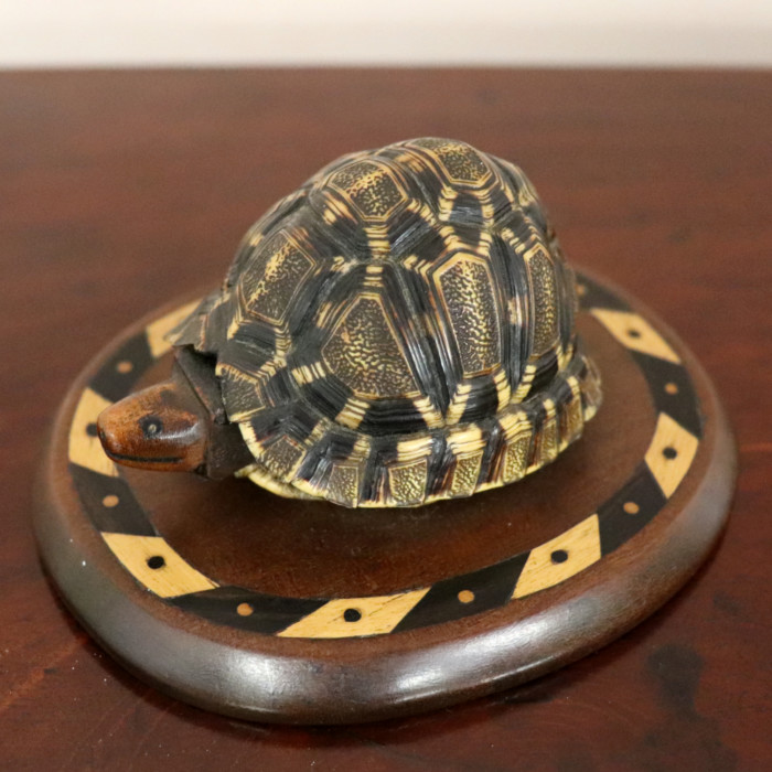 Indian Tortoise (1)