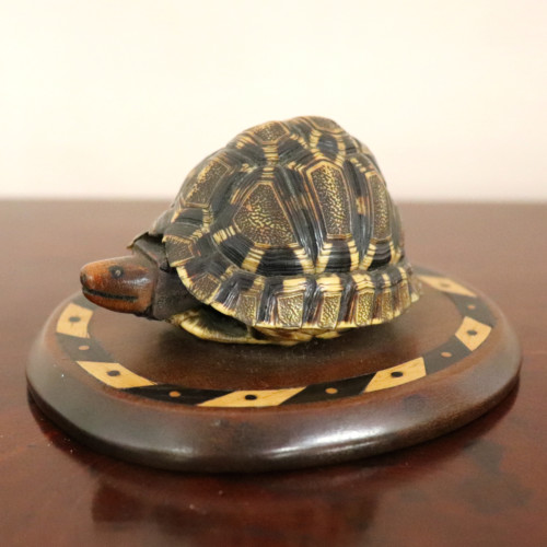 Indian Tortoise (2)