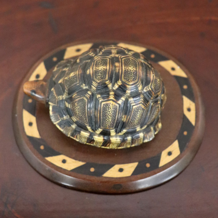 Indian Tortoise (3)