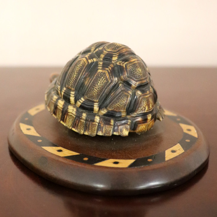 Indian Tortoise (4)
