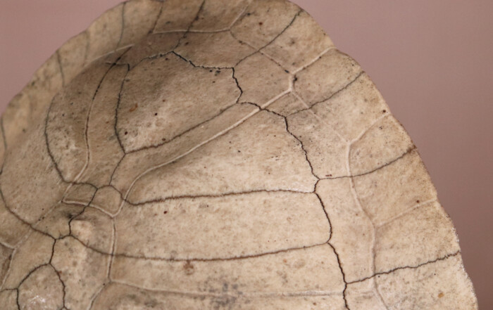 Blond Turtle Shell (6)
