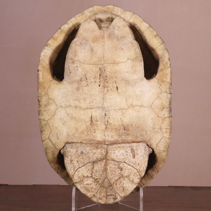 Blond Turtle Shell (9)